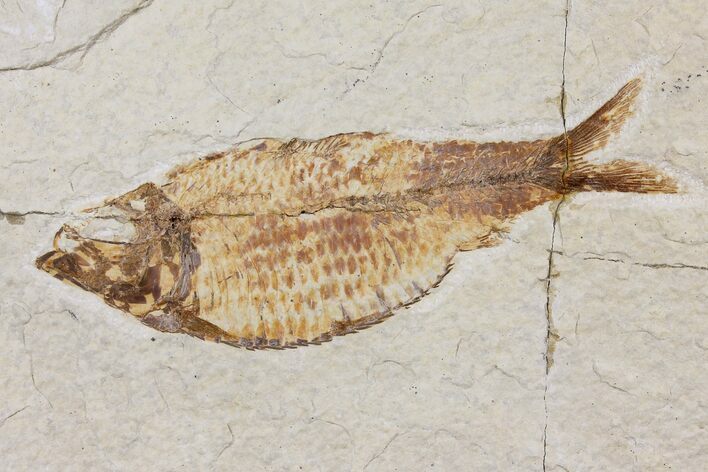 Bargain, Fossil Fish (Knightia) - Wyoming #103897